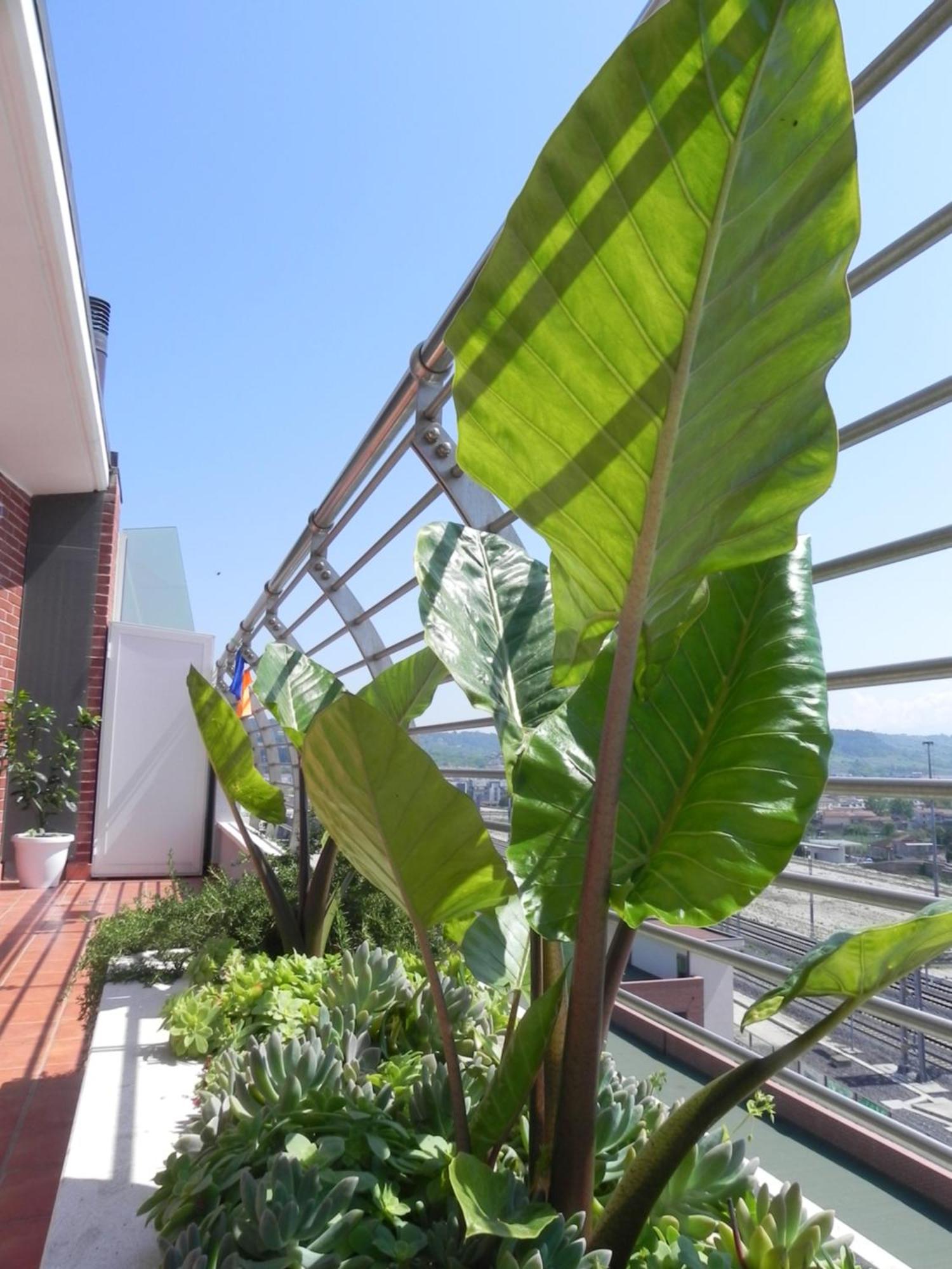 Hakuna Matata B&B Pescara Eksteriør bilde
